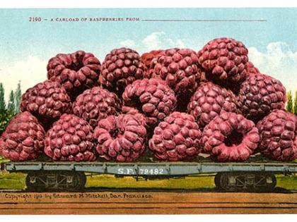 A Carload of Raspberries, postcard, ca. 1910, Edward H. Mitchell Collection