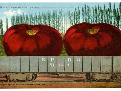 A Carload of Tomatoes, postcard, ca. 1910, Edward H. Mitchell Collection