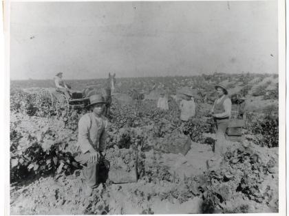 Agricultural laborers at the J. de Barth Shorb Vineyards, San Marino, California, General Subjects Photography Collection 