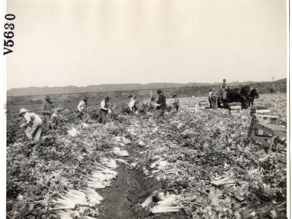 Agricultural workers harvesting celery in Los Angeles County, undated, General Subjects Photography Collection