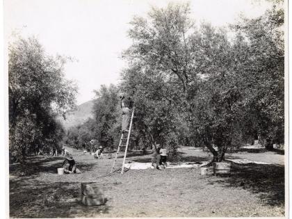 Agricultural workers harvesting ripe olives in Los Angeles, undated, California, General Subjects Photography Collection
