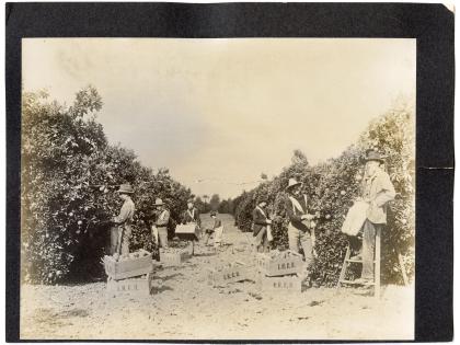 Agricultural workers picking oranges, undated, General Subjects Photography Collection