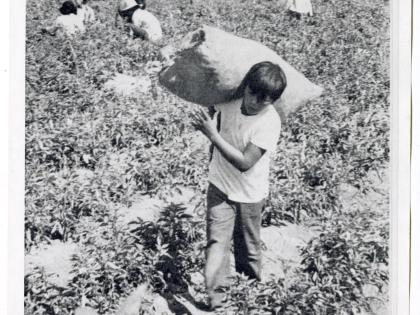 Child agricultural workers laboring to harvest a crop in the field, undated, General Subjects Photography Collection