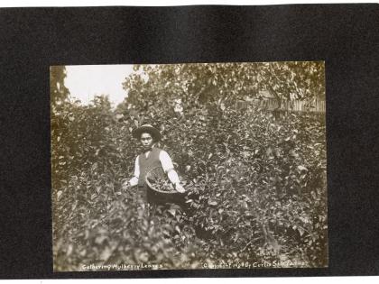 Gathering Mulberry Leaves, undated, General Subjects Photography Collection