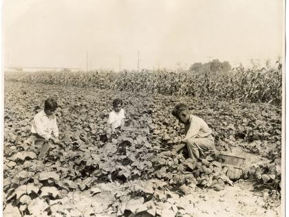 Harvesting beans near Los Angeles, undated, General Subjects Photography Collection
