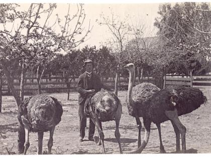 Ostrich farm, Los Angeles, circa 1888, General Subjects Photography Collection