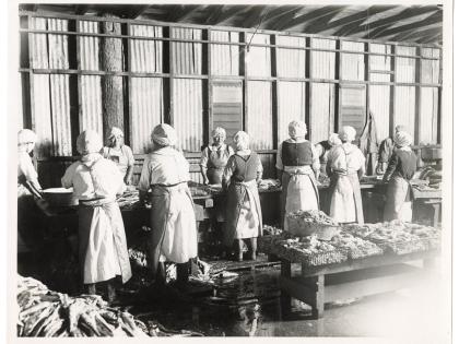 Women fish cannery workers, Los Angeles, General Subjects Photography Collection
