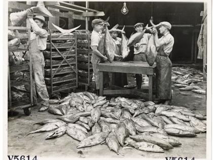 Workers cleaning tuna fish for cannery, Los Angeles, General Subjects Photography Collection